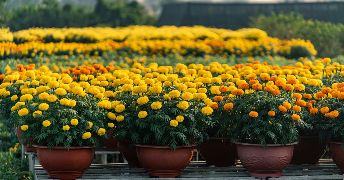 Marigold plants are mostly fuss-free and require fertilisers every couple of weeks.