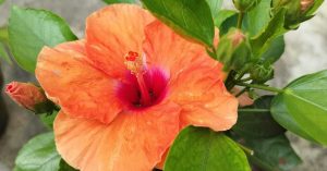 How to Grow Hibiscus on Your Balcony Like A Pro With These 10 Tips