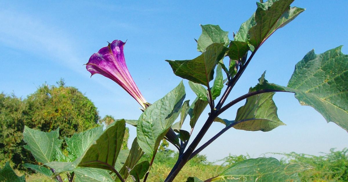 Datura is a fascinating plant to grow, especially if you're looking to add a bold, dramatic touch to your balcony.