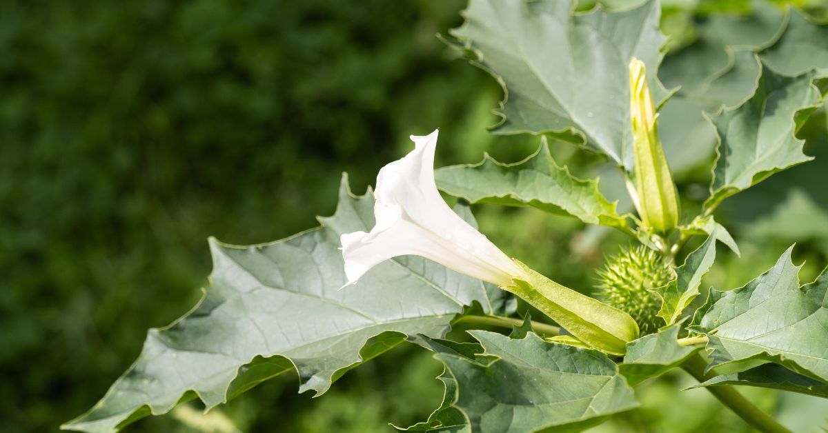 You can grow Datura from seeds or cuttings.