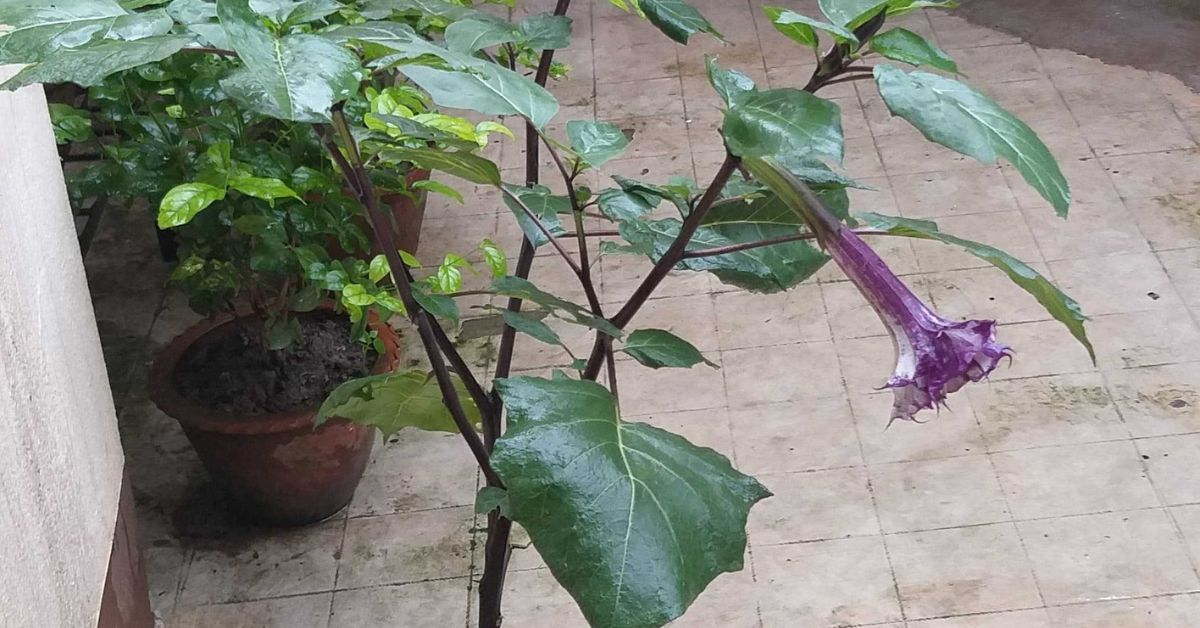 Feed your Datura once a month with a balanced liquid fertiliser 