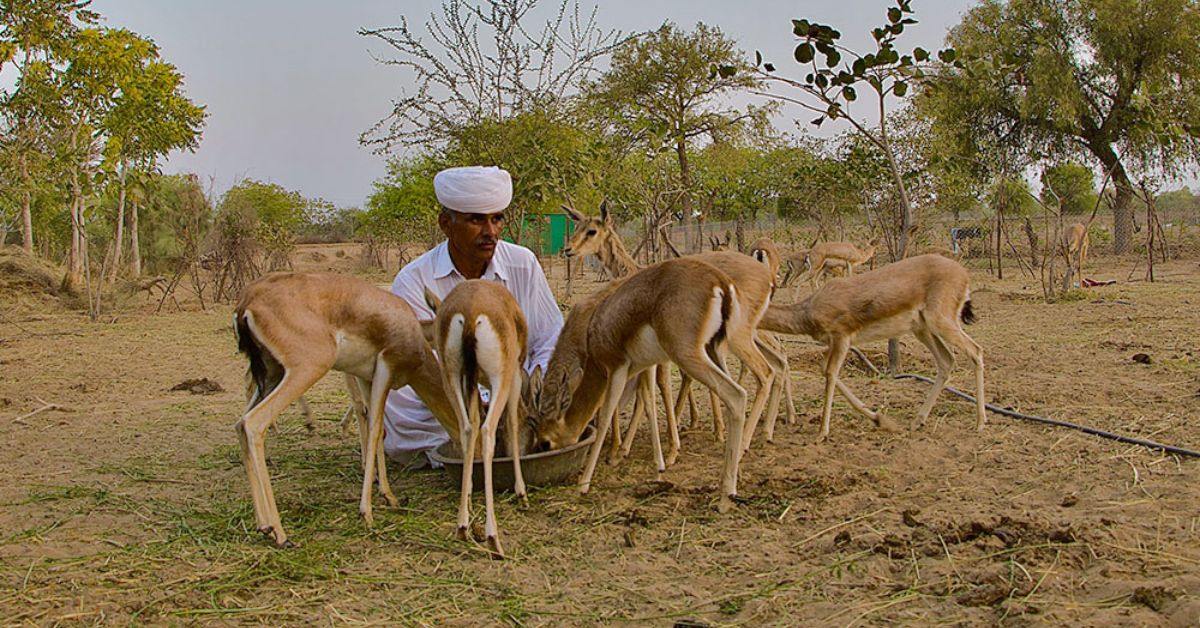 Bishnoi families have been known to risk their lives to protect wildlife.