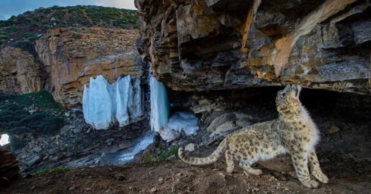 Snow leopards — once hunted for preying on livestock — are now celebrated, thanks to community-led tourism 