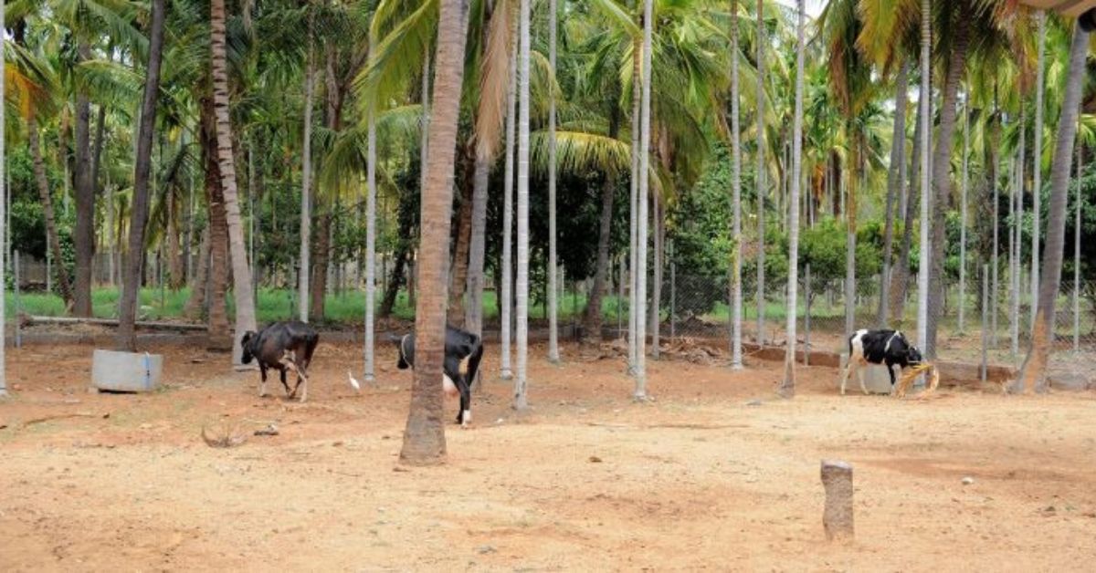 Cows are not tied at Akshaykalpa and are free to graze anytime on the organically grown fodder by the farmers.