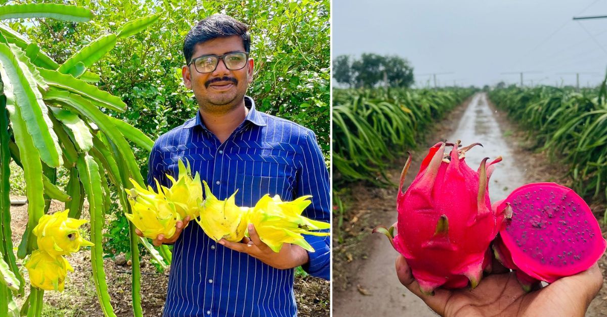 With dragon fruit farming, Mahesh Asabe has made agriculture a profit-making sector in the dry region.