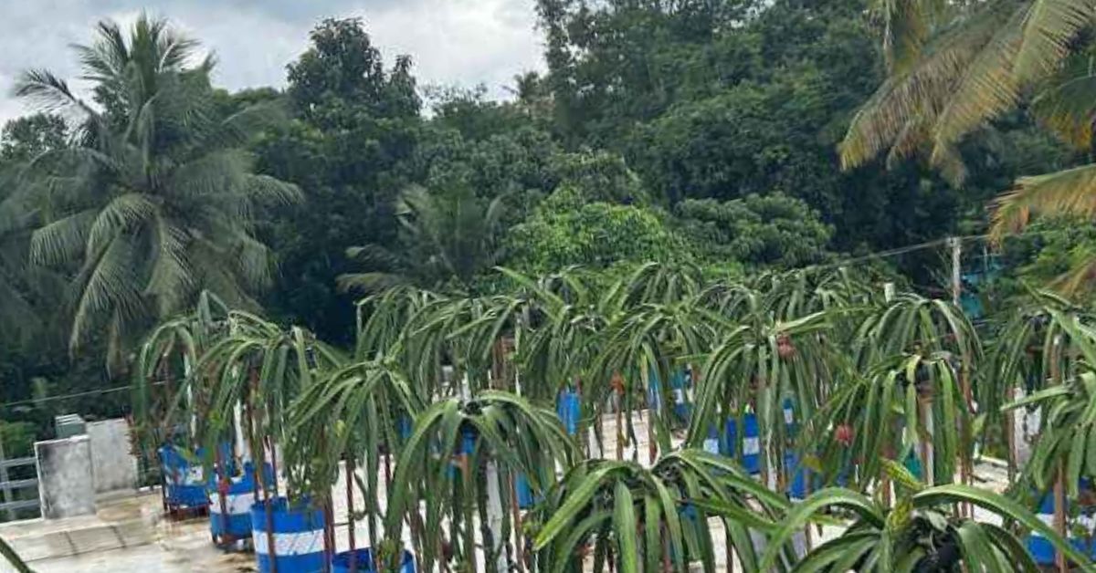 Remabhai grows 100 plants of dragon fruits in 50 large plastic barrels.