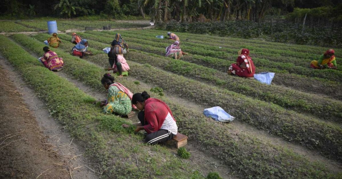 Arup has employed 80 workers on his farm to look after the flowers