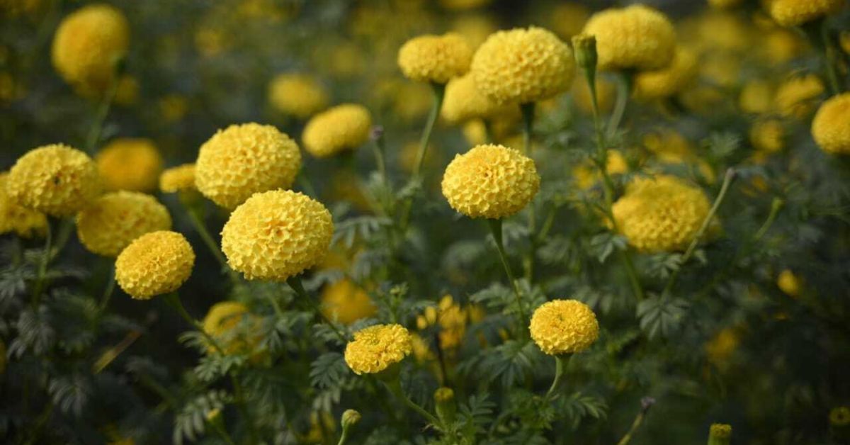 नारंगी और पीले मैरीगोल्ड फूलों की बाजार में उच्च मांग है।