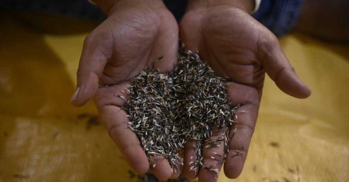 अरूप फसलों से अपने स्वयं के बीज और पौधे पैदा करता है।