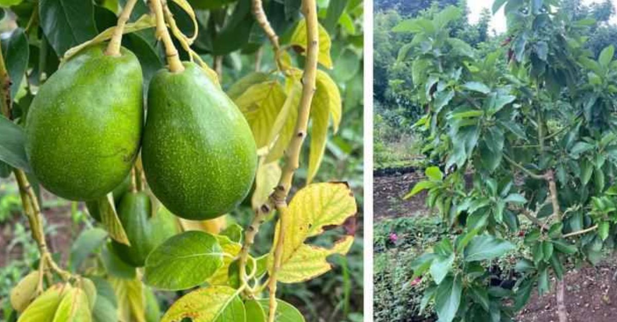 No one in Beed believed that avocado farming could succeed, but Parmeshwar’s perseverance paid off in 2021 when his 50 plants began to produce fruit!