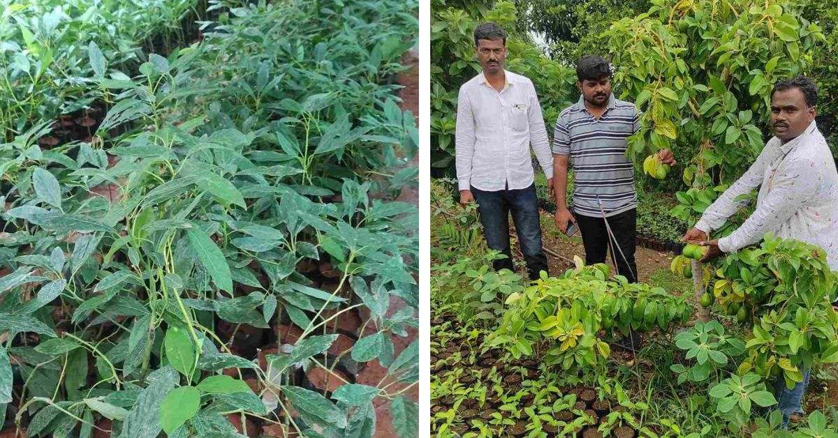 Grafting costs around Rs 100 per sapling, and in 2022, Parmeshwar grafted around 250 new saplings. 