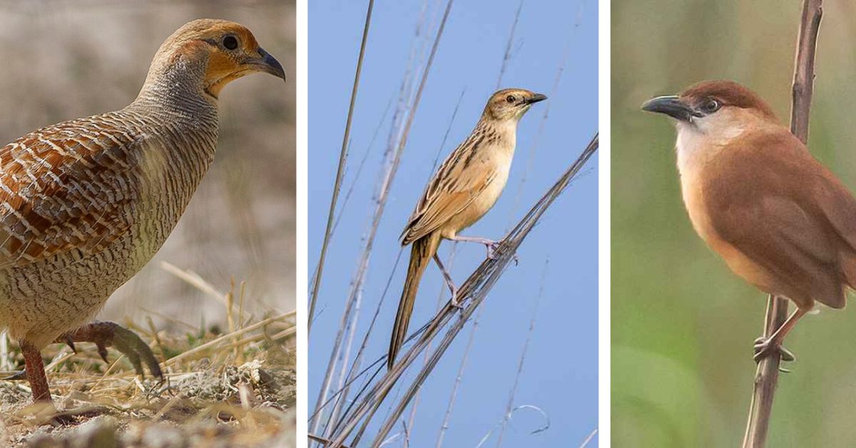 Gray Francolin, Bristled Grassbird and Slender-billed Blabber have been emphsised in Kaziranga's bird census 