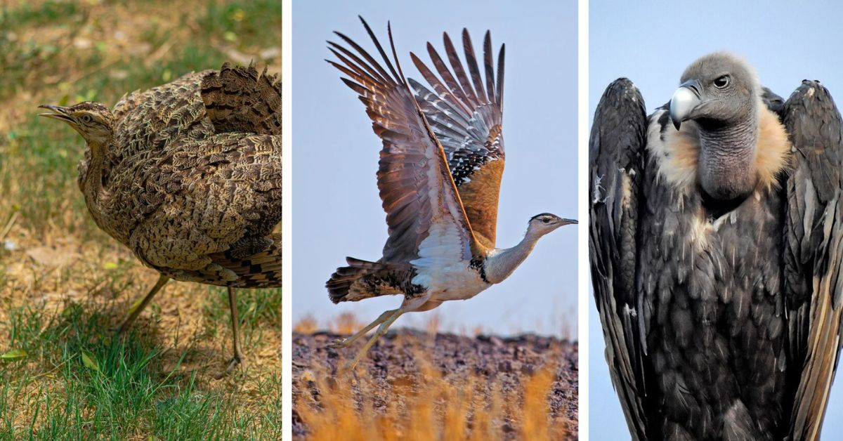 Lesser Florican, The Great India Bustard and Indian Vultures have been under India's targeted conservation efforts.