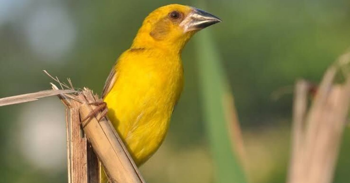 Finn’s Weaver is a brilliant yellow weaver bird whose presence signals healthy and thriving grasslands