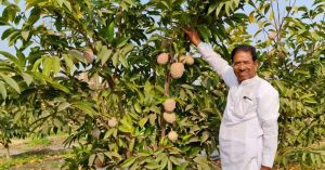 Solapur Farmer’s Golden Sitaphal Brings Rs 12 Lakh/Hectare, Benefits 140 Villages in Maharashtra Alone