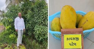 Satara Farmer Brings Back Rare Mango Once Grown Across Mumbai & Gifted to British Royalty
