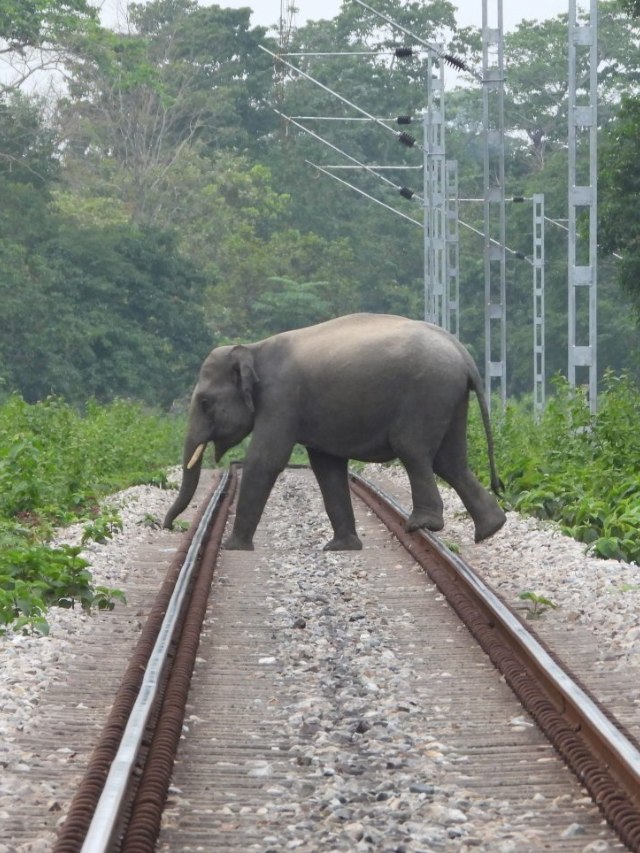 Uttarakhand Tests AI System on Rail Line to Prevent Wildlife Deaths