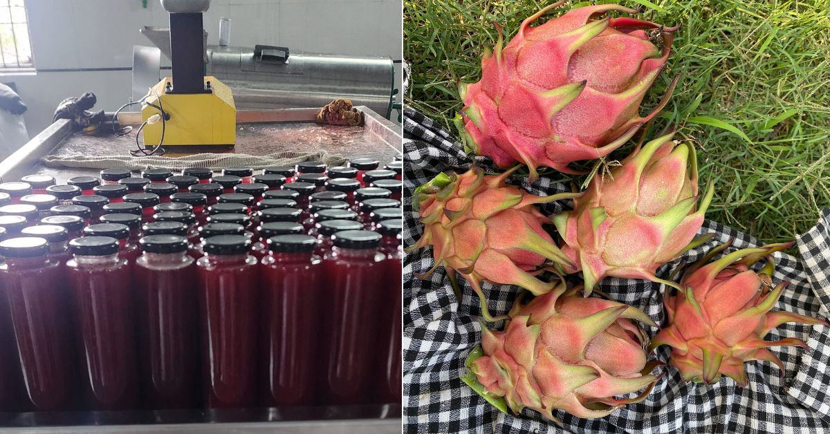 Selling raw dragon fruits at ₹200 per kg locally, Reeva extended her venture to processed products like natural juices.
