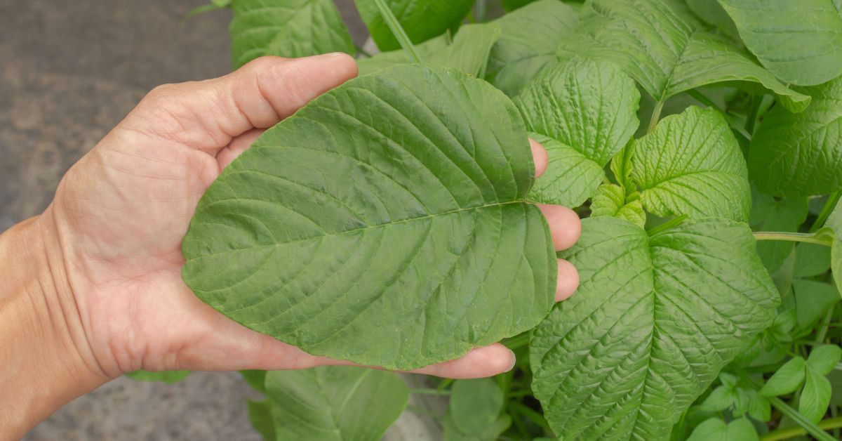 While harvesting, either pick individual leaves or trim the whole plant to promote new growth from side shoots.