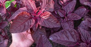 Why Amaranth Belongs in Your Home Garden (And How to Grow It)