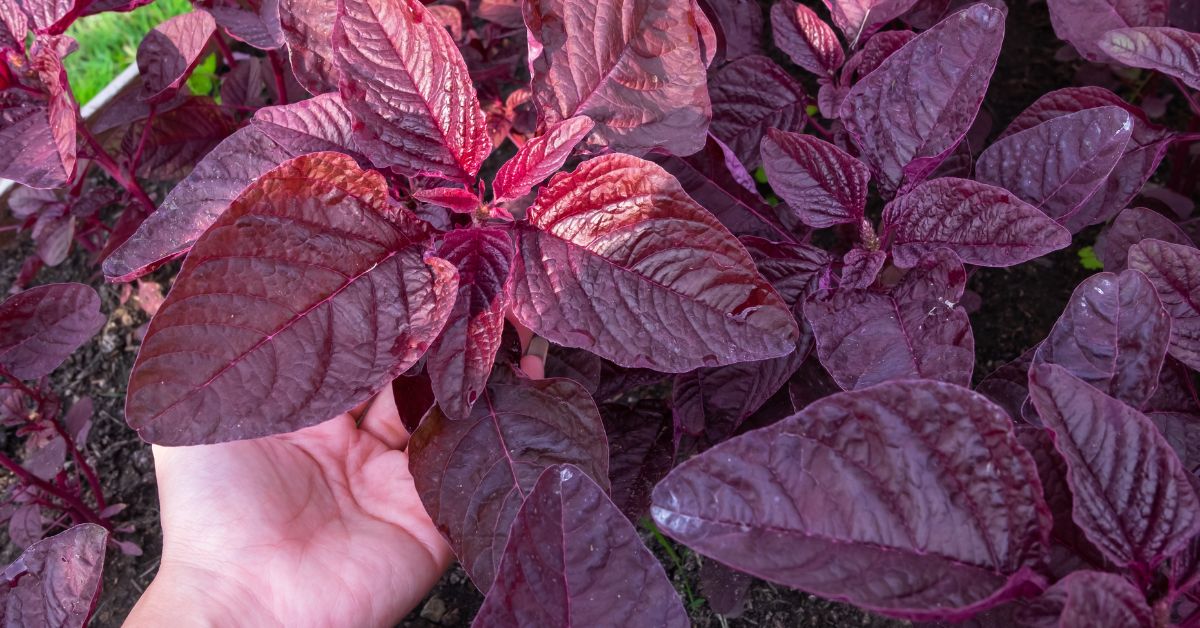Why Amaranth Belongs in Your Home Garden (And How to Grow It)