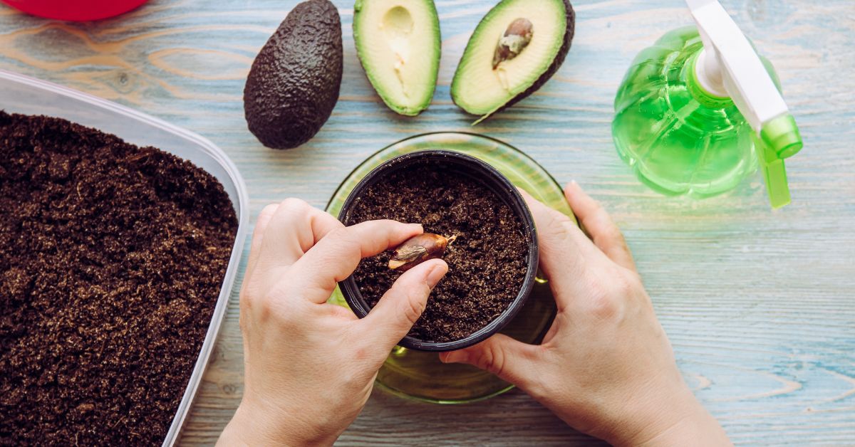 Place the seed in a mix of soil, coco peat, and compost.