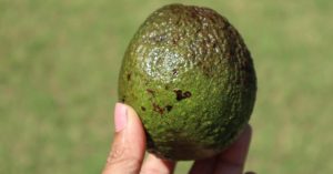 How to Grow Avocados at Home in India — Even If You’ve Never Grown a Thing Before