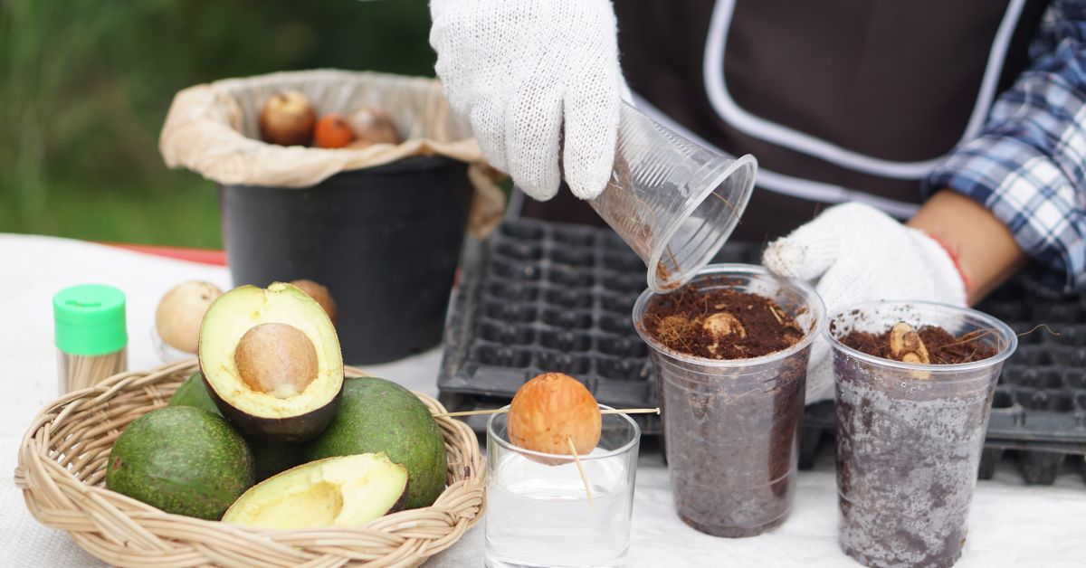 Avocados take about 5-7 years to bear fruit when grown from seed.