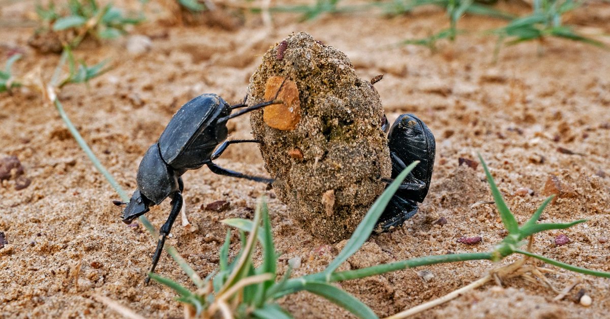 Dung beetles break down animal waste, enrich the soil, and keep flies in check — small bugs with a big job.