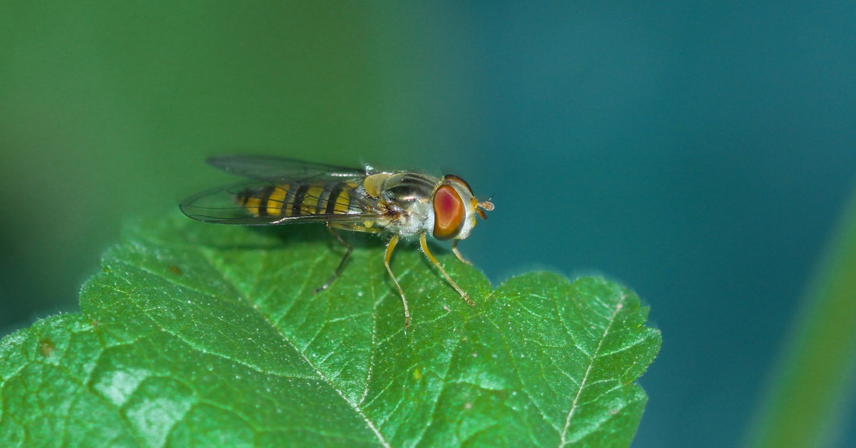 5 Insects You Should Never Kill: Ladybugs, Bees & More