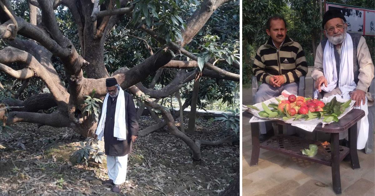 Kalimullah used the method of grafting to create a mango tree that has some unique varieties of mangoes
