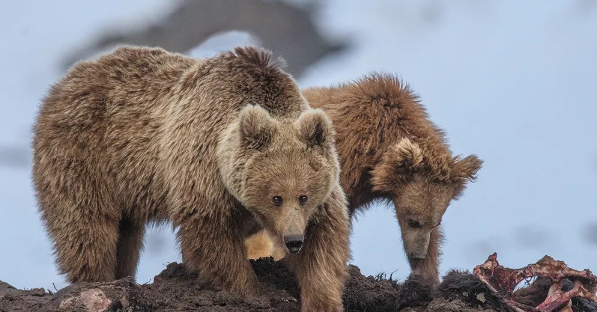 Found from Kargil to Uttarakhand, the Himalayan brown bear survives in some of India’s harshest mountain landscapes.