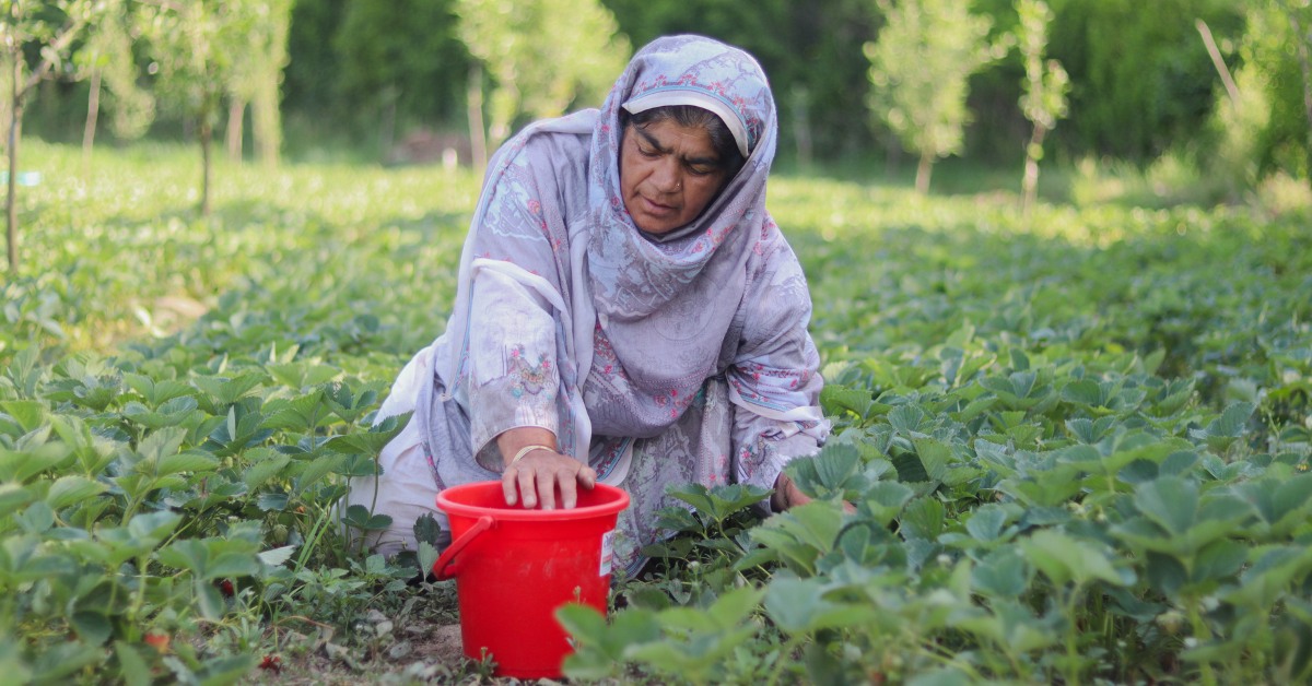 strawberry farming in Kashmir