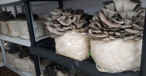 How To Start Small-Scale Mushroom Farming at Home: A Beginner’s Guide