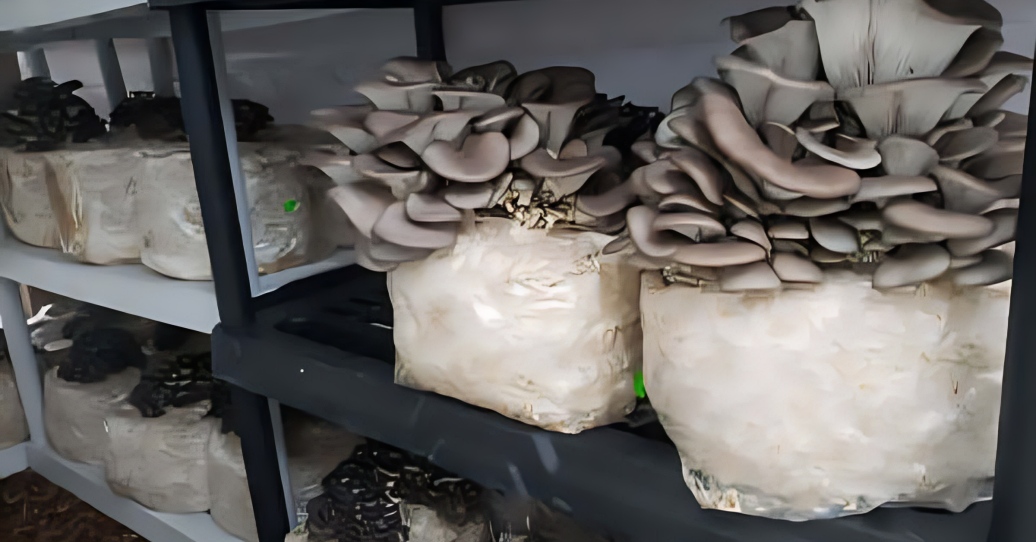 How To Start Small-Scale Mushroom Farming at Home: A Beginner’s Guide