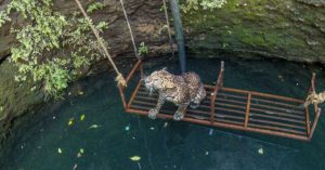 From a King Cobra to a City Koel, 4 Animal Rescue Videos To Make Your Day