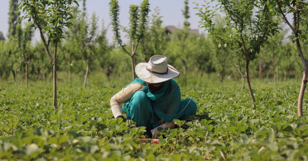 strawberry farming in Kashmir