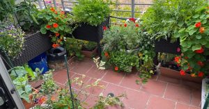 8 Simple Tips to Save Your Vegetable Garden from Heavy Rains