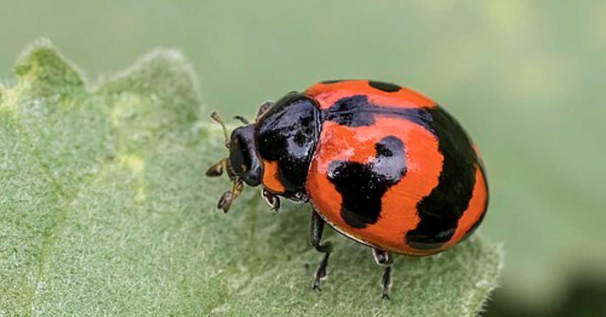 Ladybugs can eat up to 50 aphids a day — your garden’s cutest pest control agents.