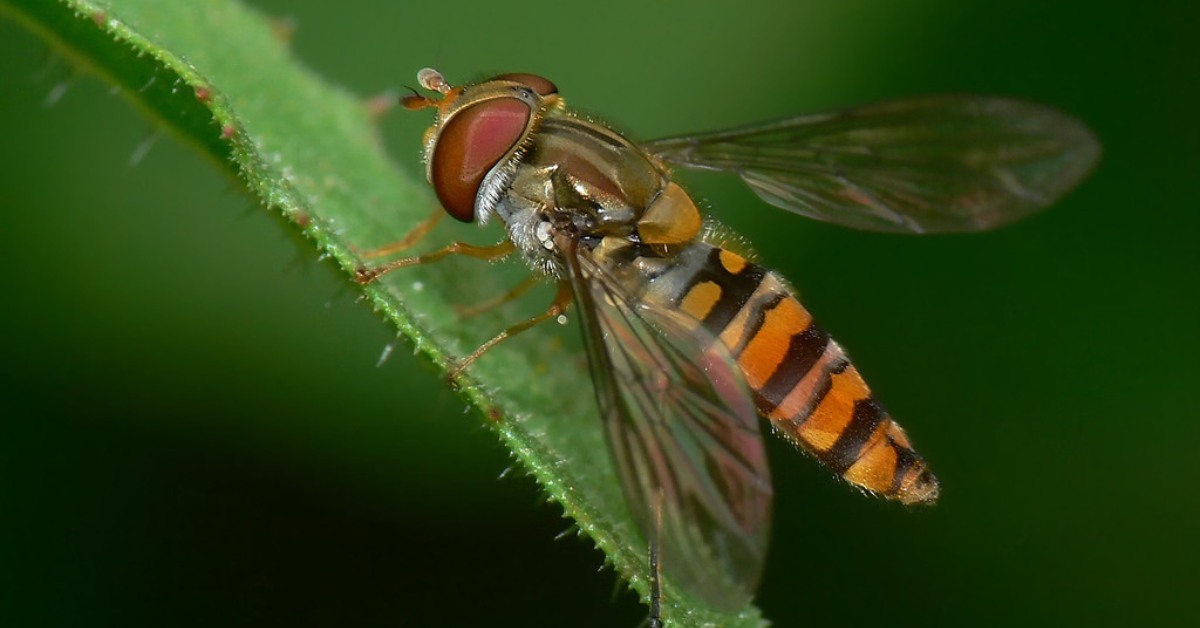 Hoverflies pollinate like bees and their larvae devour aphids — win-win for any garden. 