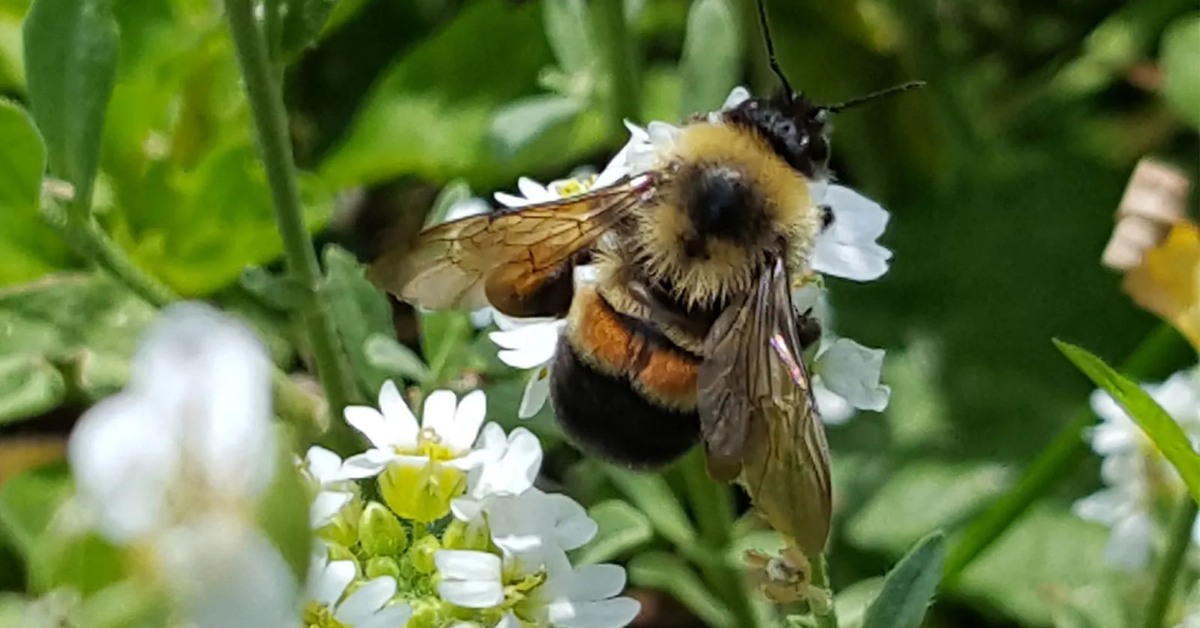 Bumblebees are powerful pollinators—helping fruits, veggies, and wildflowers thrive with every fuzzy flight.