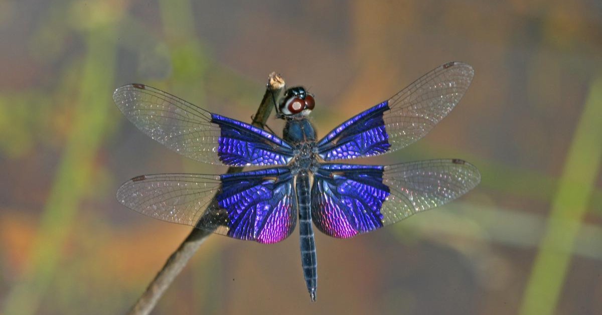 Dragonfly nymphs live in water and eat mosquito larvae before they ever take flight.