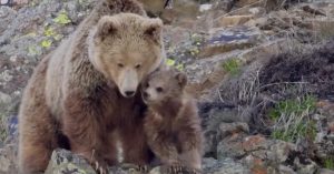 Rare Sighting in Kargil: Adorable Himalayan Brown Bear Cub Follows Its Mother Through the Wild