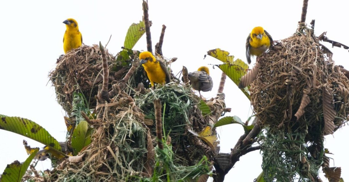 First-Ever Bird Census in Kaziranga Records 43 Rare Grassland Birds