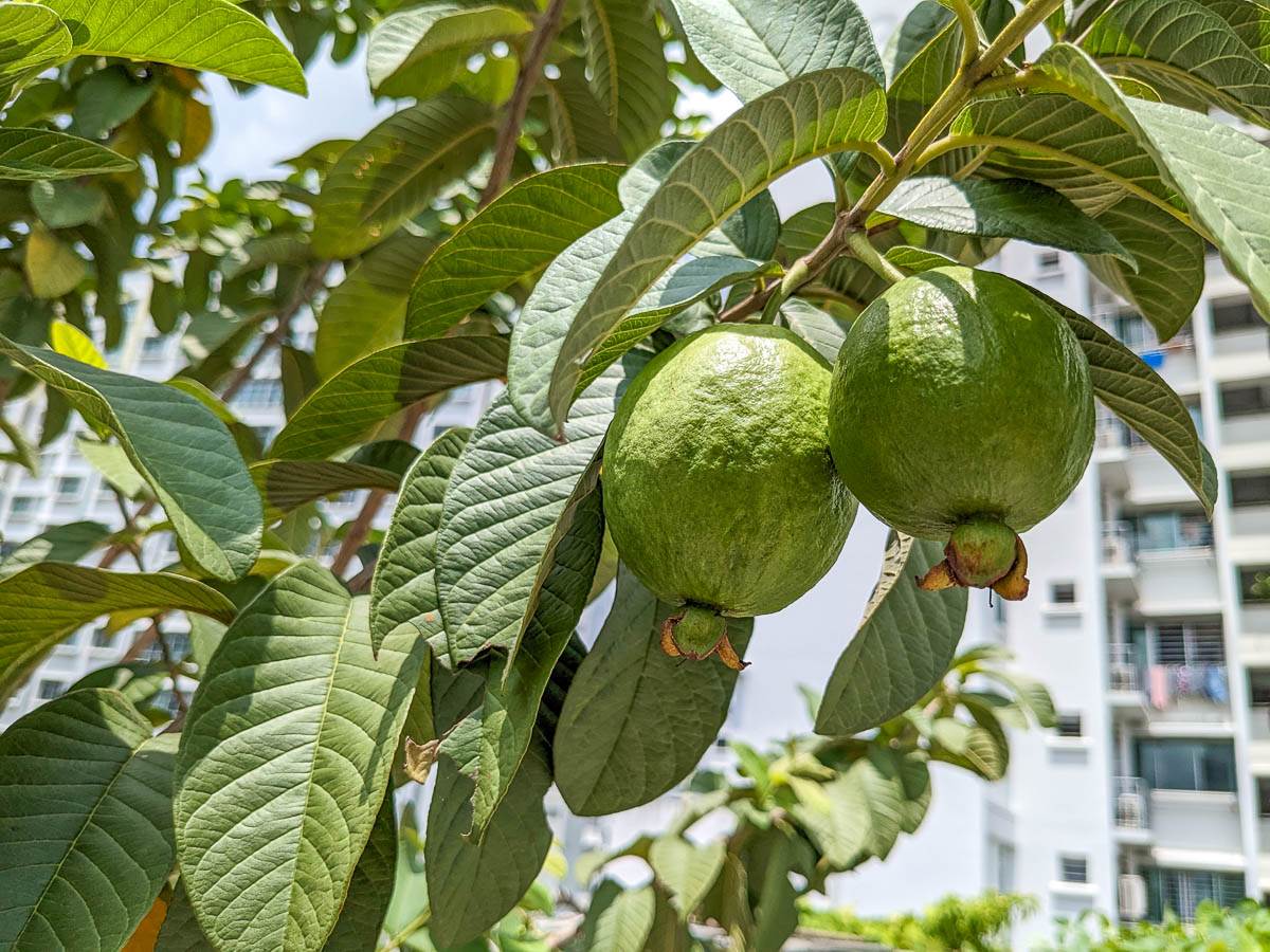 Guavas are typically ready three to four months after flowering; Picture source: GardeningSG