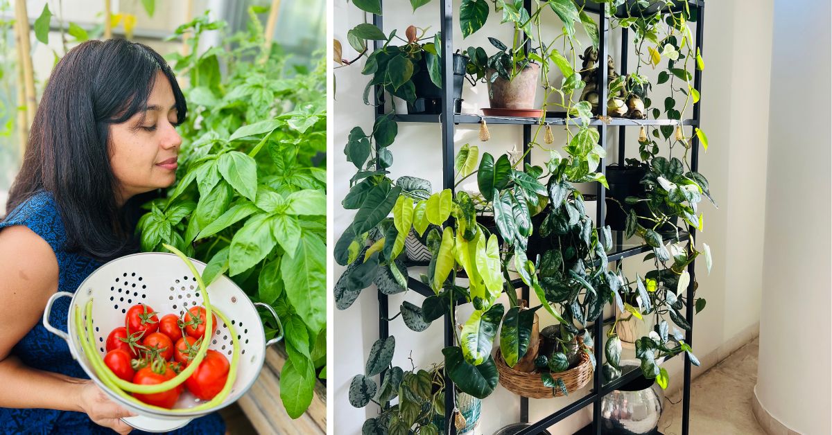 Aditi Rai Dastidar has a home garden with hundreds of fruits and vegetables 