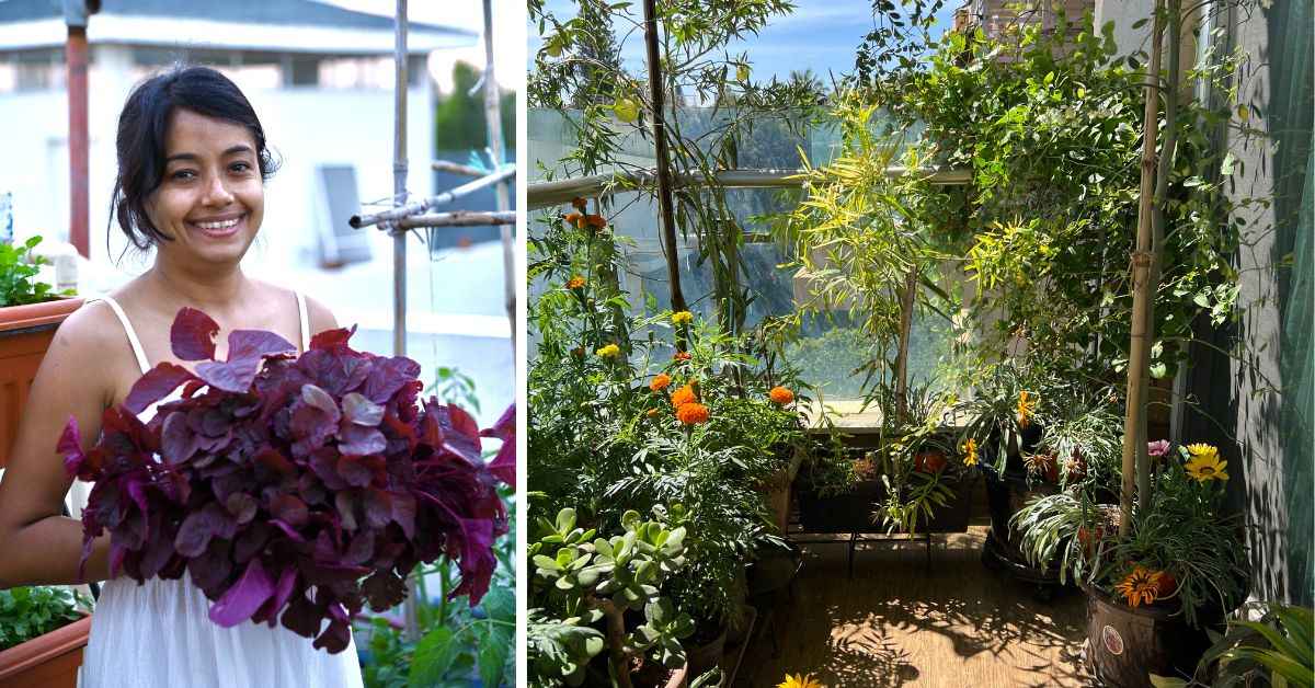 From lettuce to herbs and philodendrons, Aditi's garden is a canvas of colour and caters to 20 percent of her kitchen needs 