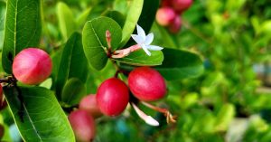 Monsoon Gardening: Grow Tangy Karonda (Indian Cranberry) in 6 Easy Steps