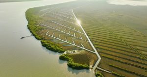 How Science, Tradition, & 10000 Villagers Revived Tamil Nadu’s Largest Mangrove Forest
