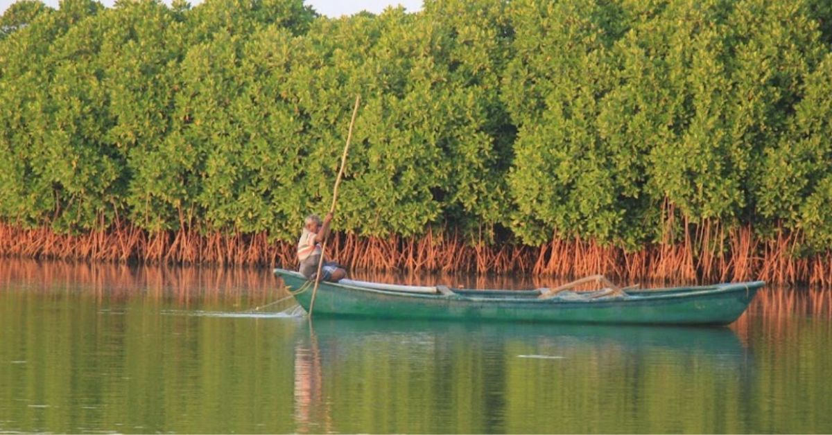 Muthupet is largest mangroves in the state. Pic credits @TNGeography/X
